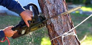 Best Fruit Tree Pruning  in Lincolndale, NY