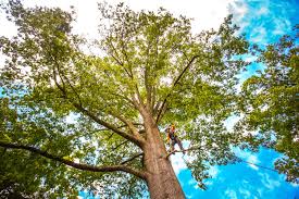 Best Tree Disease Treatment  in Lincolndale, NY