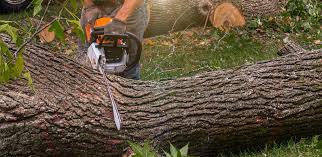 Best Organic Lawn Care Solutions  in Lincolndale, NY