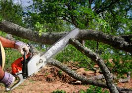 How Our Tree Care Process Works  in  Lincolndale, NY