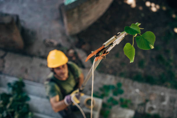 How Our Tree Care Process Works  in  Lincolndale, NY