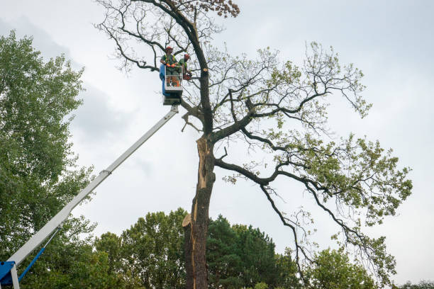 Best Tree Risk Assessment  in Lincolndale, NY