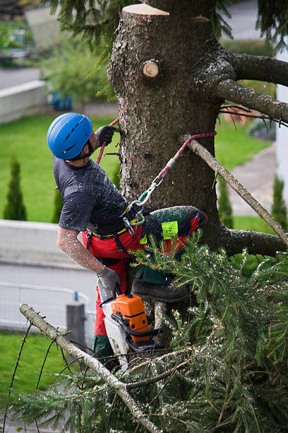Best Lawn Maintenance Plans  in Lincolndale, NY
